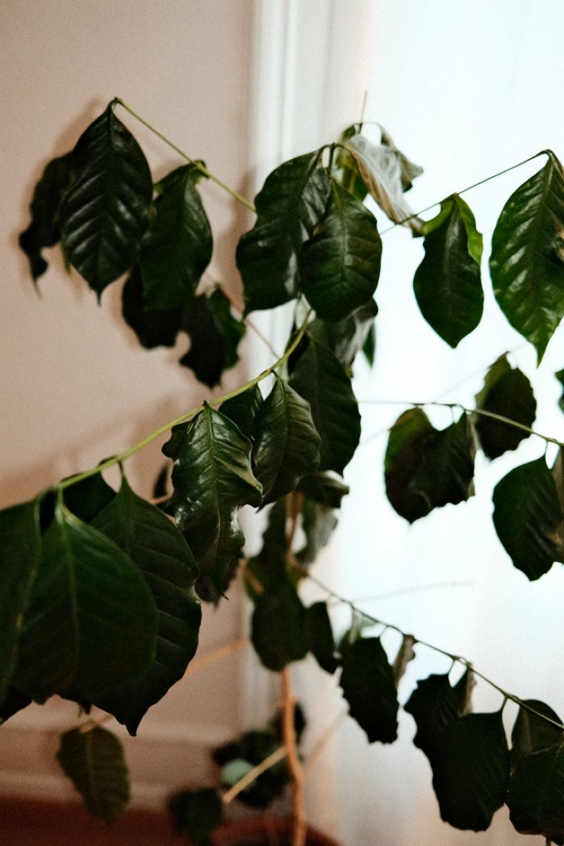 Plantes & graines: Kaffeepflanze inklusive Topf – D'occasion à Zürich par dvblch 3