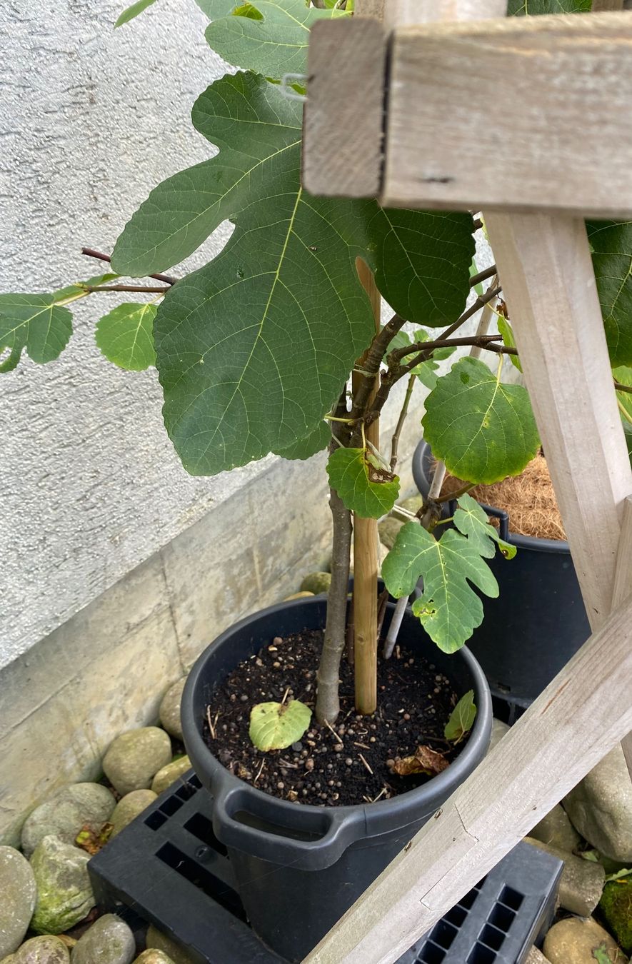 Piante & sementi: Feigenbaum Feige Feigen Baum Pflanzen Topf  Blumetopf – Usato da Dottikon venduto da 6571 4