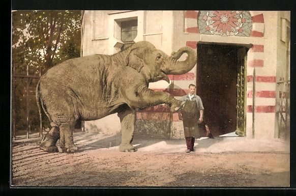 Cartoline postali: AK Basel, Zoologischer Garten, Elephant – Usato da Berlin venduto da bartko-reher