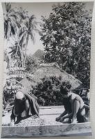 Polynesien um 1975: Tahiti, Kaffeebohnen - Foto E. Hürsch