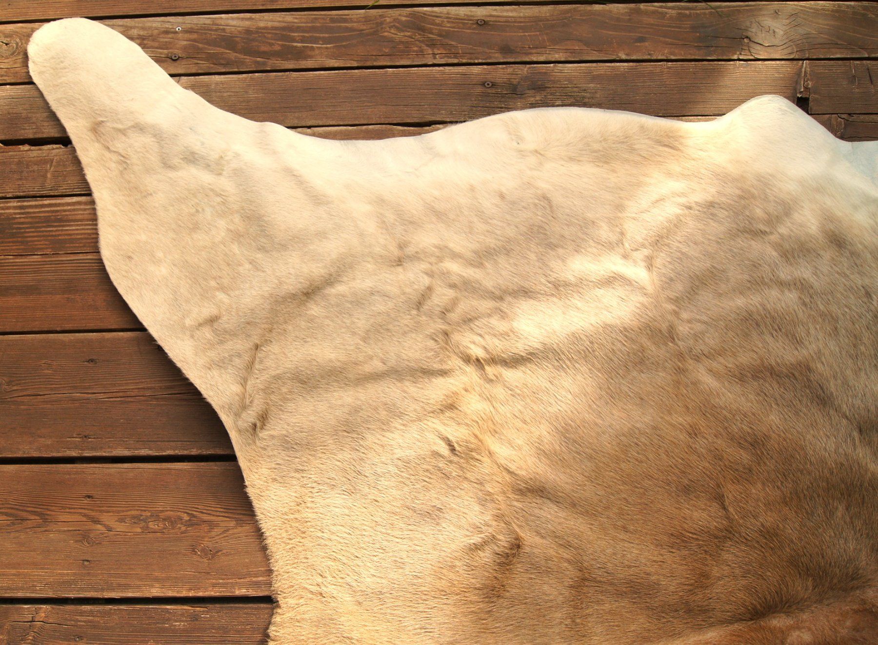 Tappeti: Kuhfell, beige-braun – Usato da Fribourg venduto da erw_68dx 2