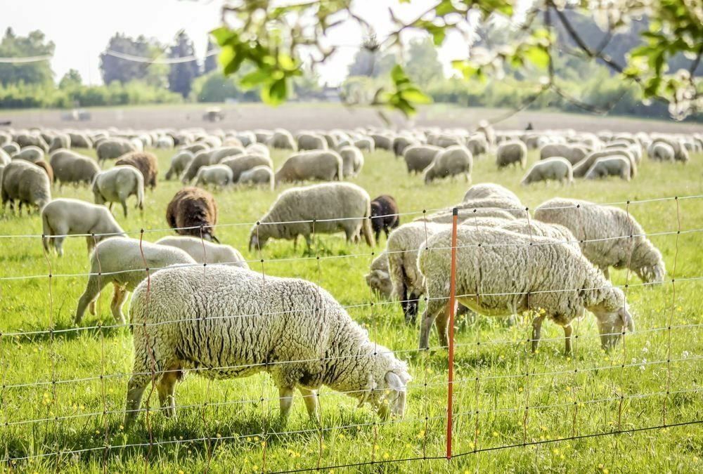 Altro in Accessori per animali: Schafnetz Elektrozaun 108 cm 50 m – Nuovo e nell'imballaggio originale da Bottighofen venduto da zaap