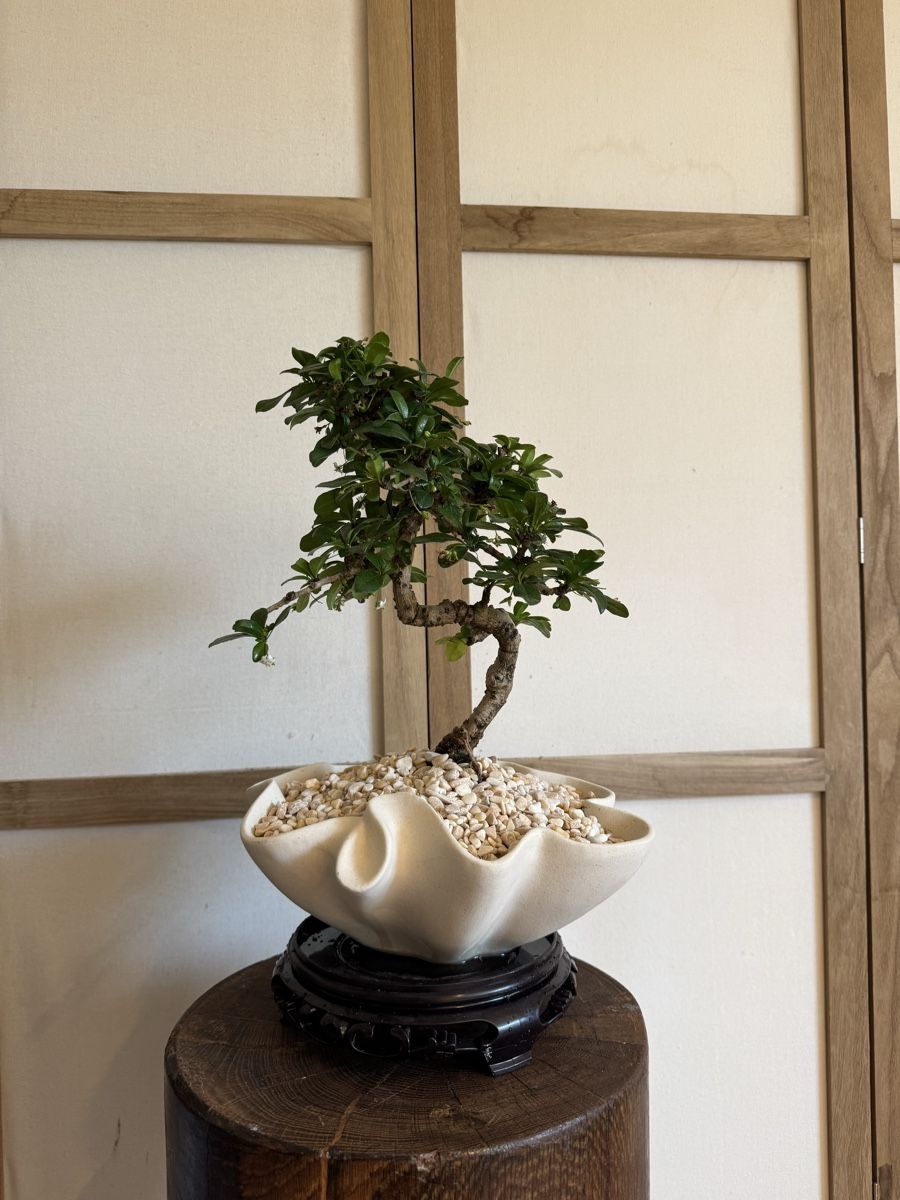 Piante & sementi: Fukientee Bonsai im Topf mit Untersetzer – Usato da Rümlang venduto da Gruseh.ch 2