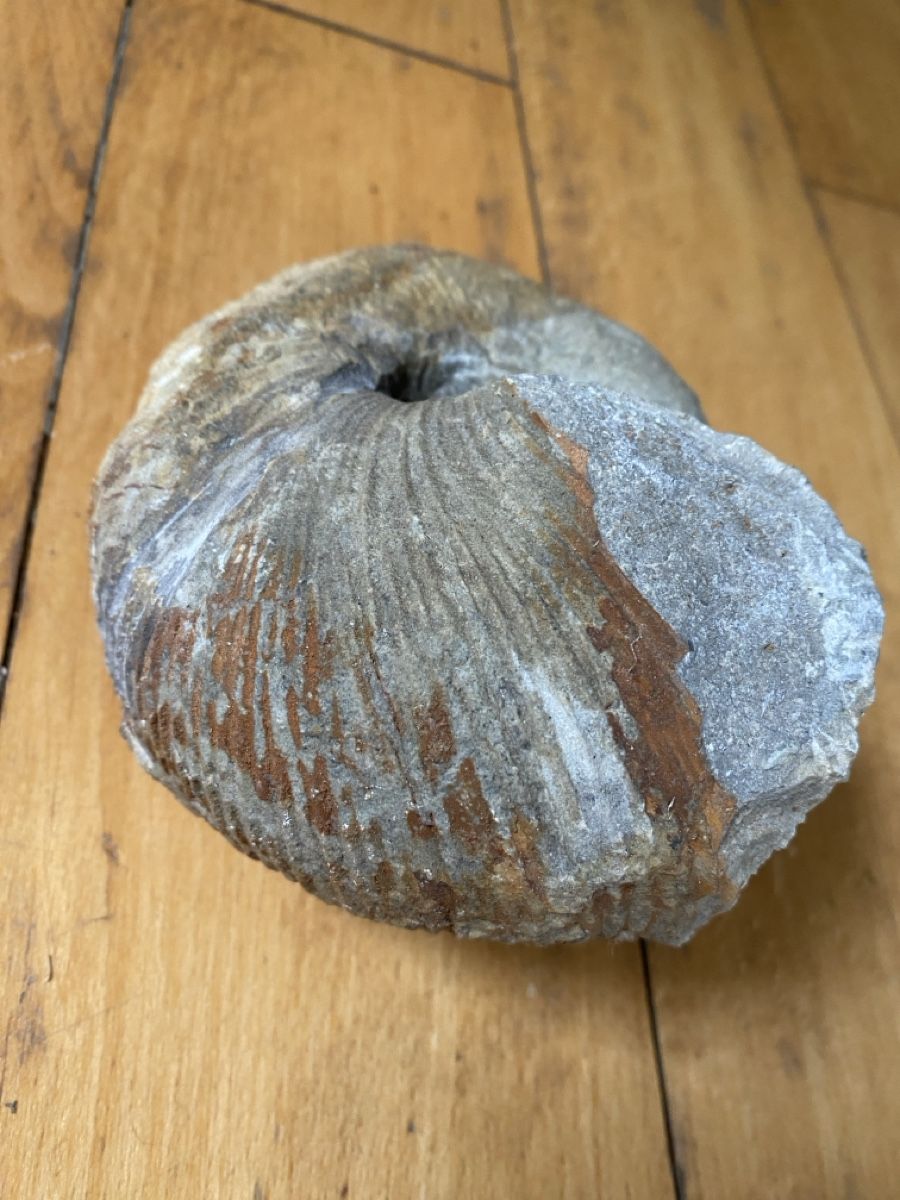 Fossili: Ammonit – Usato da Liestal venduto da Stephanoceras1 1