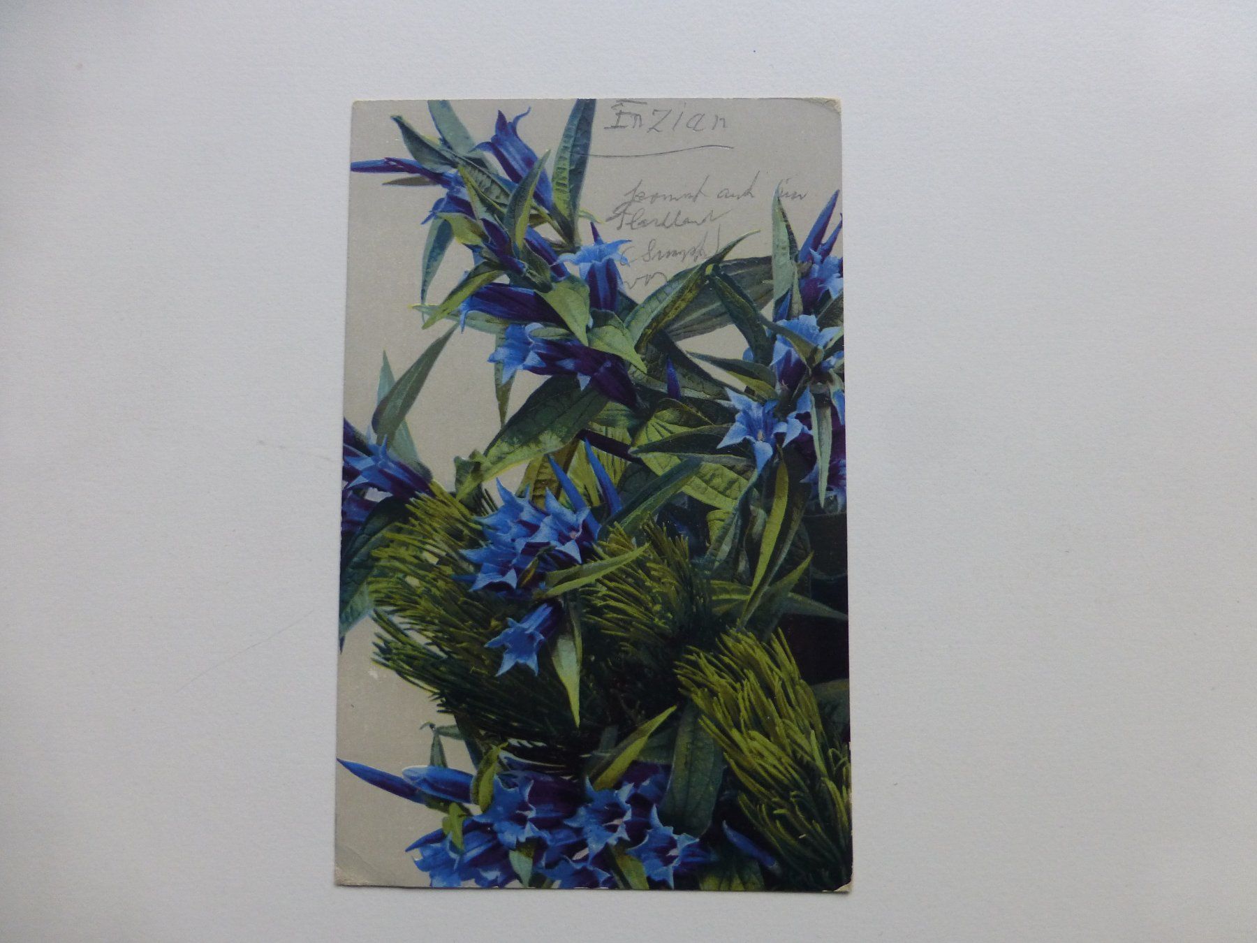 Cartoline postali: Ansichtskarte, Enzian – Usato da Bettlach venduto da 1saurer 1