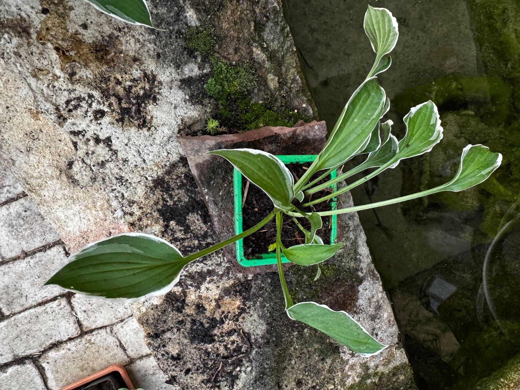 Pflanzen & Samen: Hosta muffie – Gebraucht aus Lajoux JU von Briard0 1