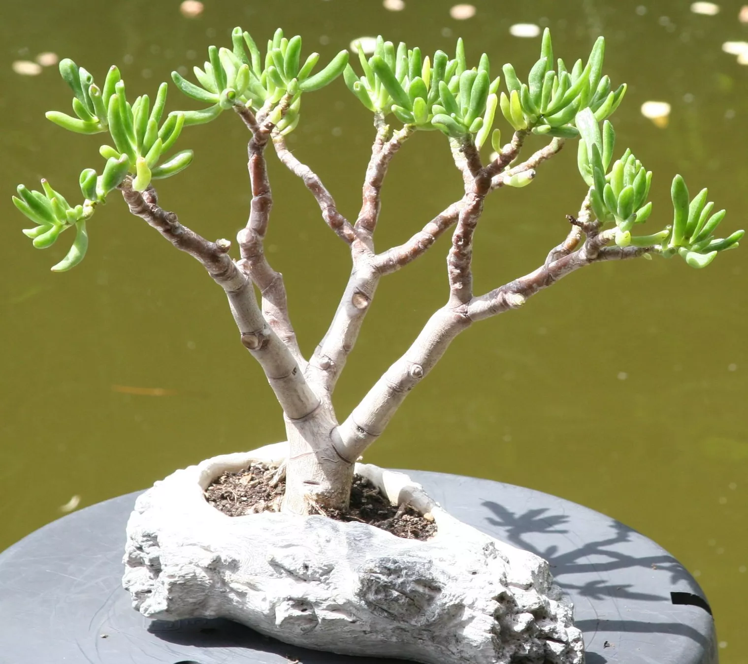 Piante & sementi: BONSAI  -  Löffelbaum – Usato da Gretzenbach venduto da Sikim 1
