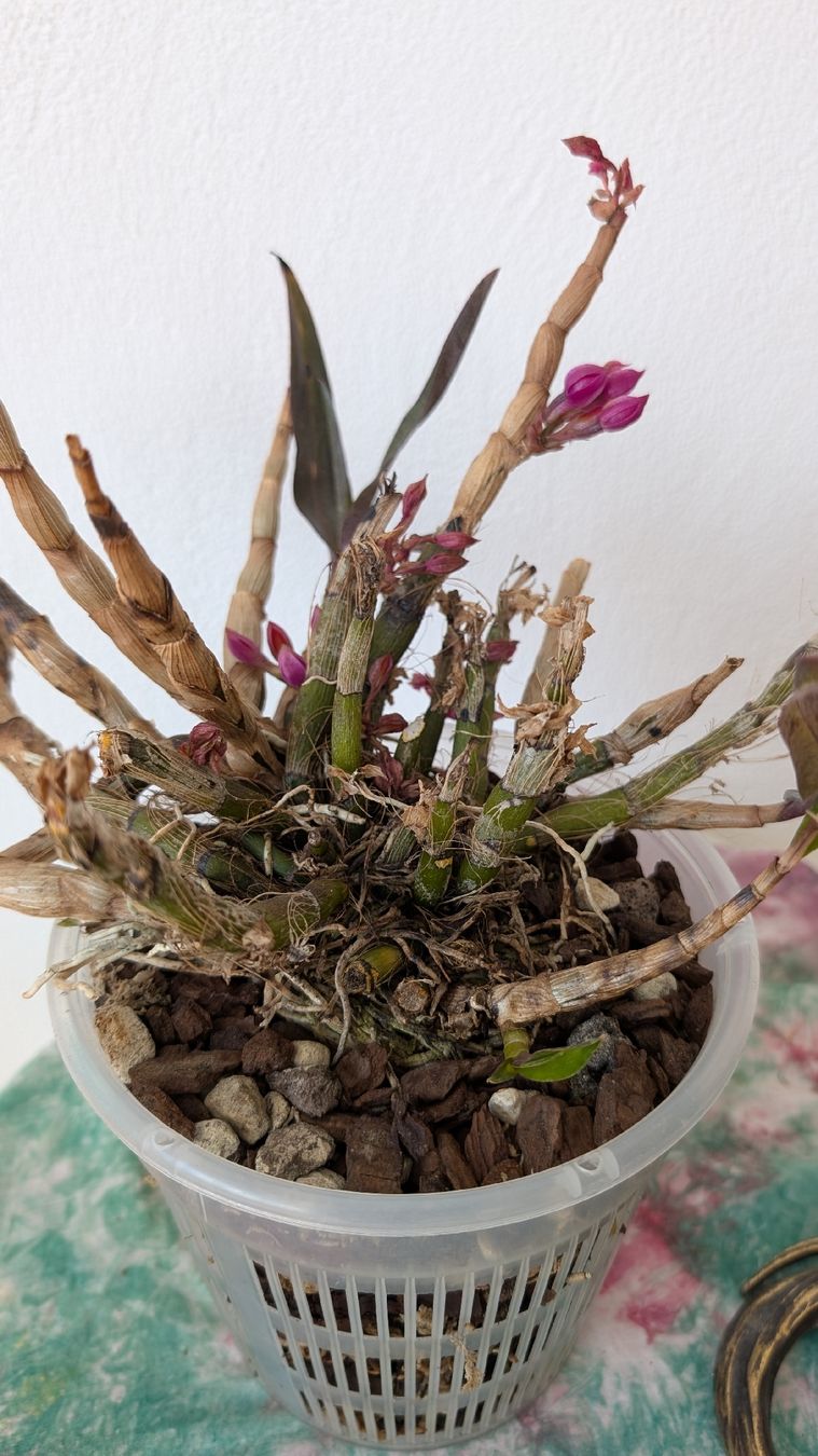 Pflanzen & Samen: Dendrobium 'Hibikki' Orchidee – Gebraucht aus Untervaz von Lyraia 4
