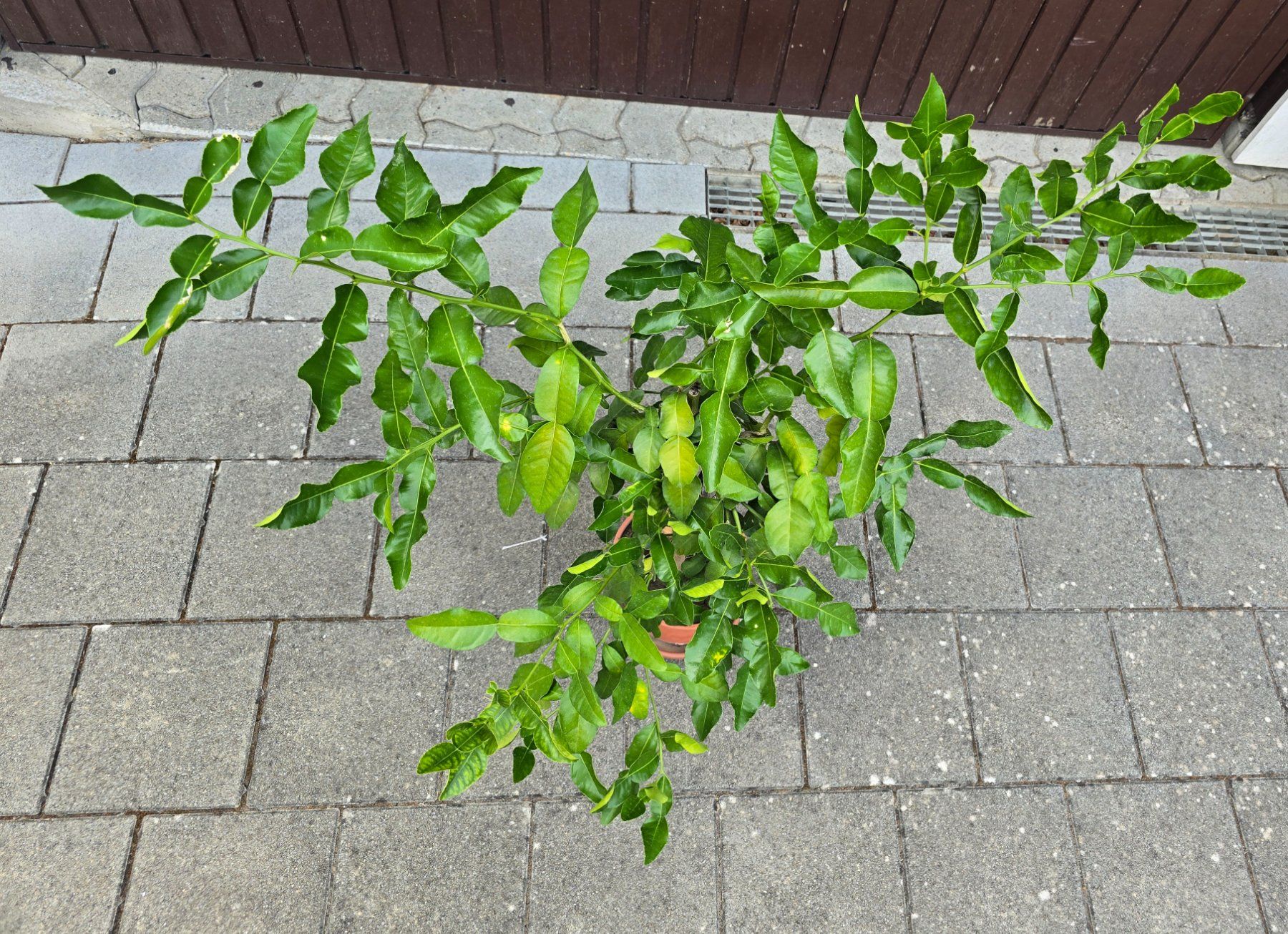 Pflanzen & Samen: Kaffirlimette – Gebraucht aus Aarburg von popkorn65 1