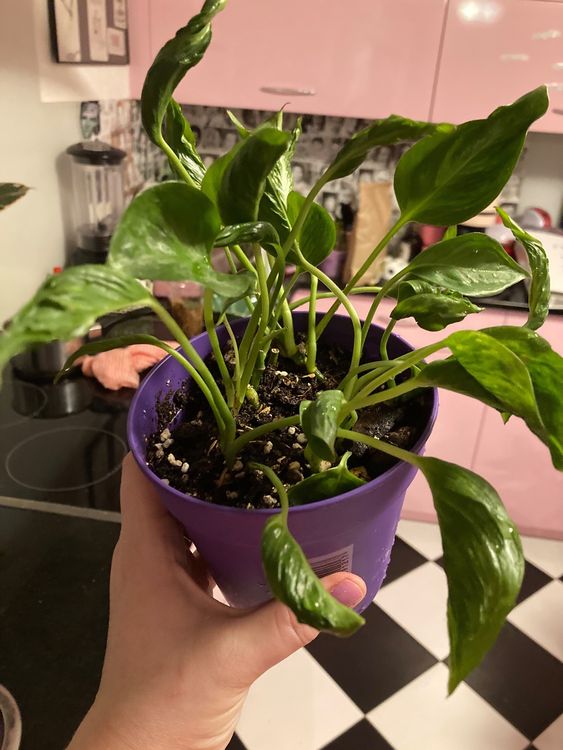 Rare pothos Shangri la ( sleeping pothos) Kaufen auf Ricardo