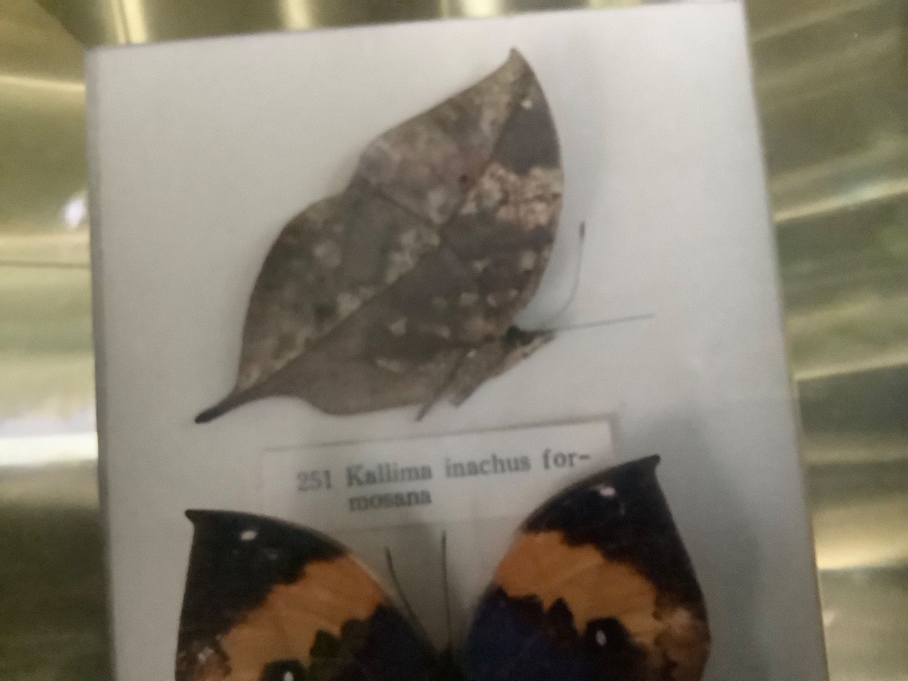 Foto & Immagini: CHIN.BILD MIT ECHTEN SCHMETTERLINGEN – Usato da Adlikon b.Regensdorf venduto da Crystaldragon09 8
