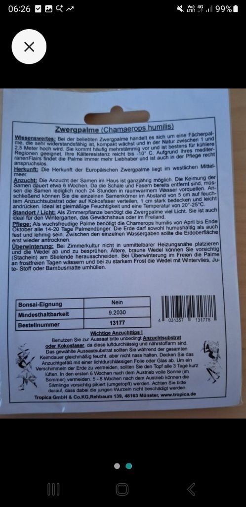 Piante & sementi: Zwergpalme – Usato da Buochs venduto da DODGEO11 3
