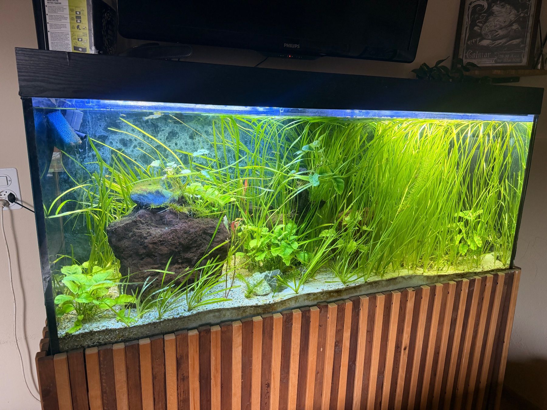 Aquarium: Grosses Aquarium – Gebraucht aus Leuzigen von Impreza89 1