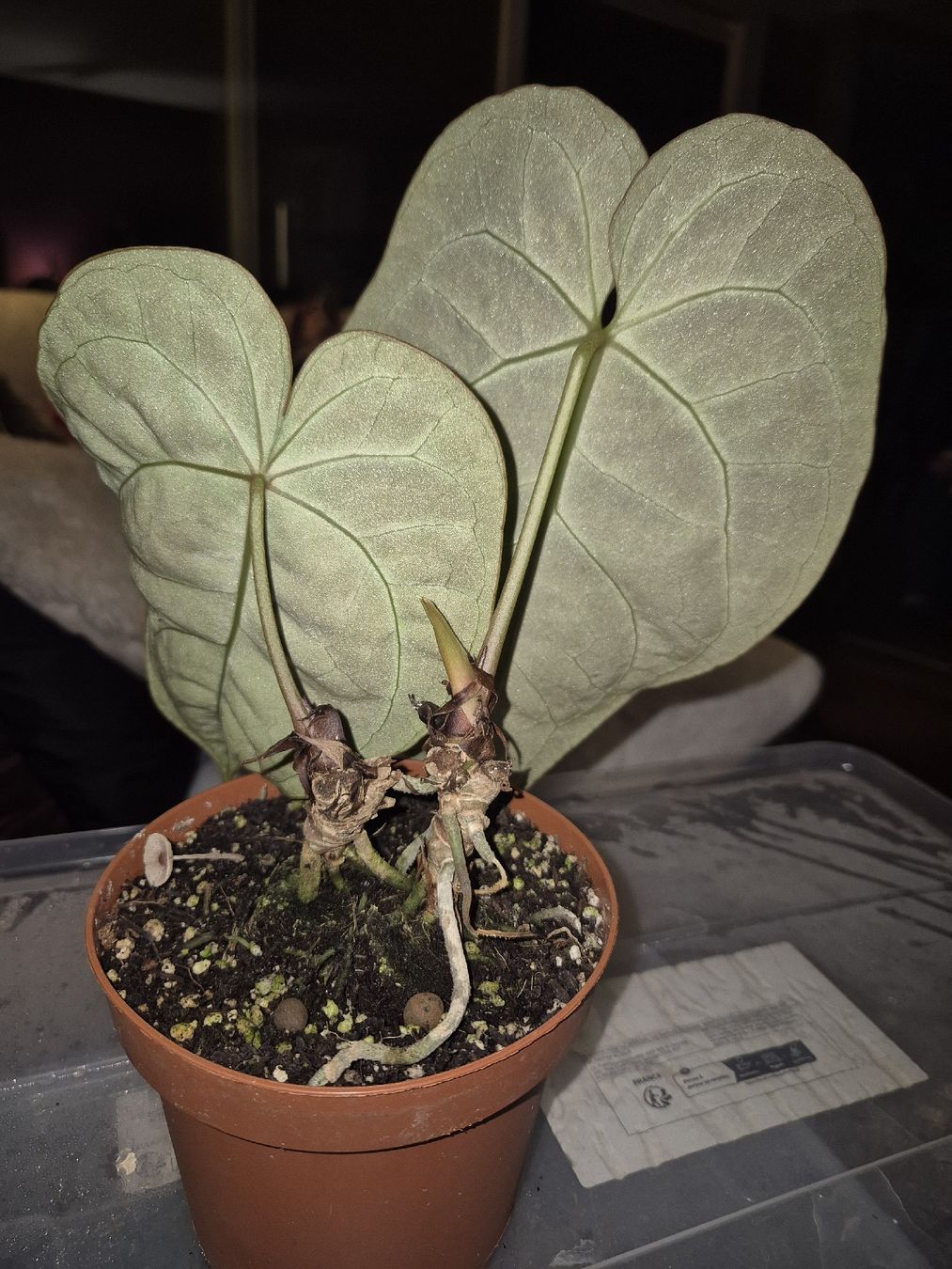 Piante & sementi: Anthurium Crystallinum – Usato da Urtenen-Schönbühl venduto da Pflanzenherberge 2