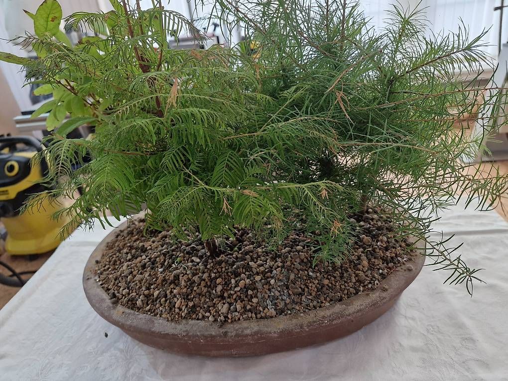 Pflanzen & Samen: Bonsai-Wald – Gebraucht aus Oberuzwil von Drechselfaesi 3