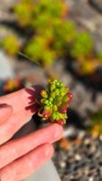 Sedum rubrotinctum x3 Stück