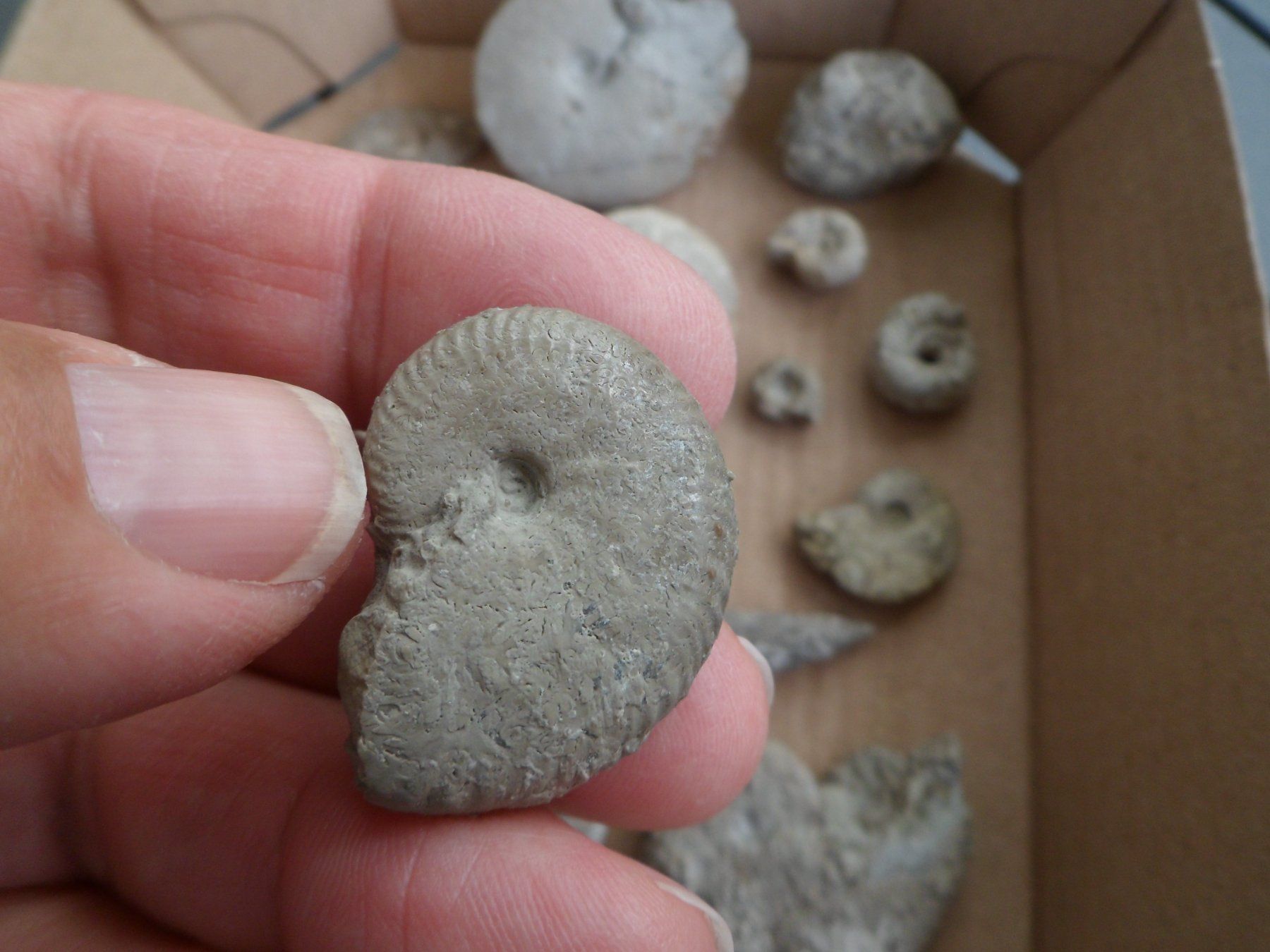 Fossili: Kleine Fossilien Sammlung Schweiz – Usato da Affoltern am Albis venduto da Fossil60 3