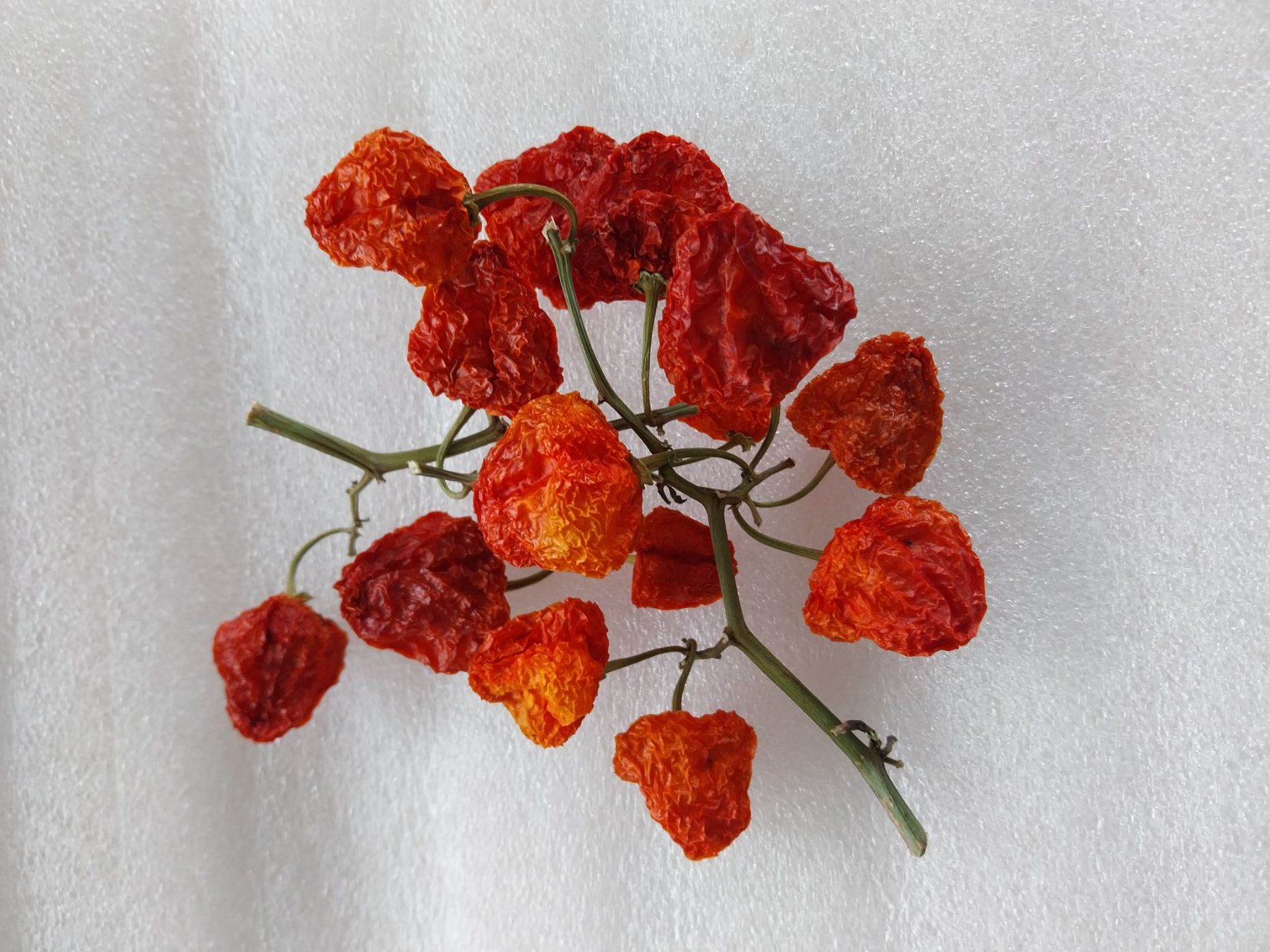Piante & sementi: Samen Chili Aji Dolce rot 10Stk. – Usato da Schwaderloch venduto da bademeister79