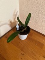 Bulbophyllum medusae