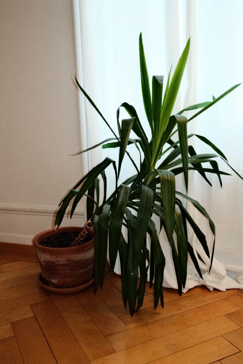 Piante & sementi: Yucca Palme im Terrakotta Topf – Usato da Zürich venduto da dvblch