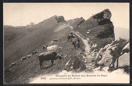 AK Rochers de Naye, Troupeau de Vaches