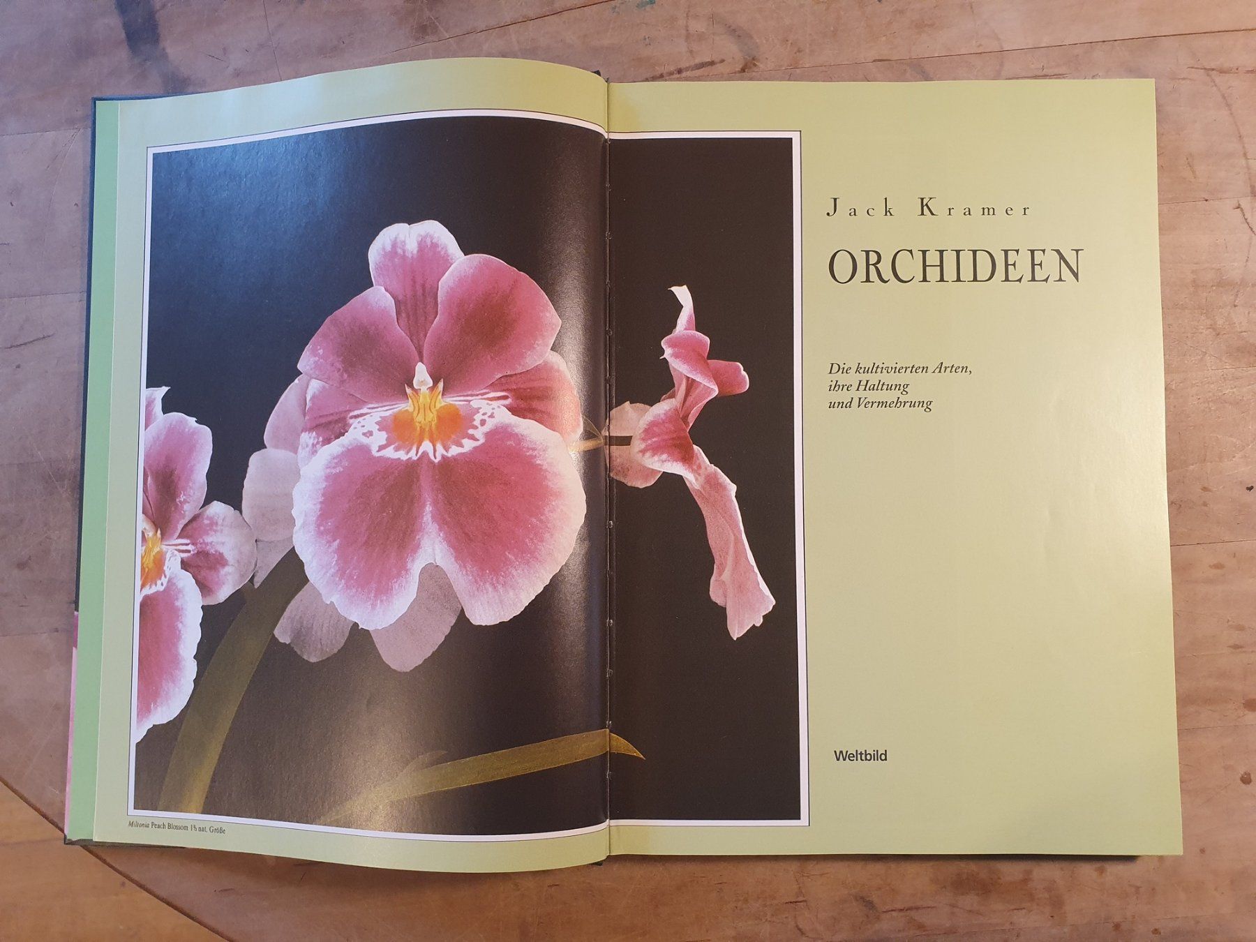 Libri: Orchideen Jack Kramer Weltbild – Usato da Zürich venduto da loosebone 1