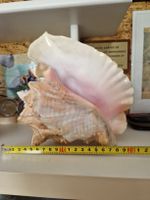 grand COQUILLAGE de CUBA