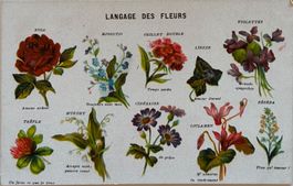 Botanik - Sprache der Blumen