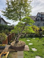 Mädchenkiefer Bonsai