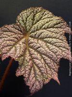Begonia Lunar Lights Neon Moon - seltene Sammler-Begonie