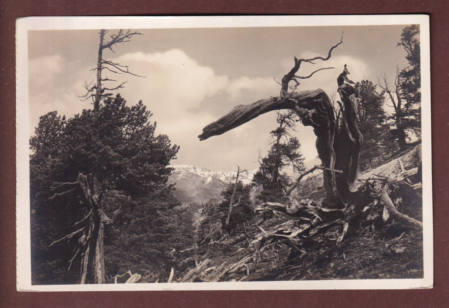 Cartes postales: URWALD im Nationalpark – D'occasion à Pully par nicecards-shop