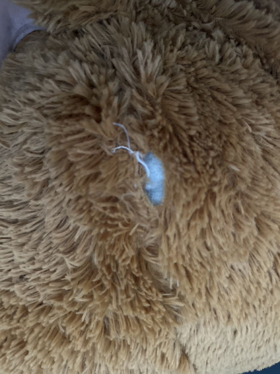 Spielzeuge: Ours en peluche brun grand taille  – Gebraucht aus Lausanne von sam_hp5y 1