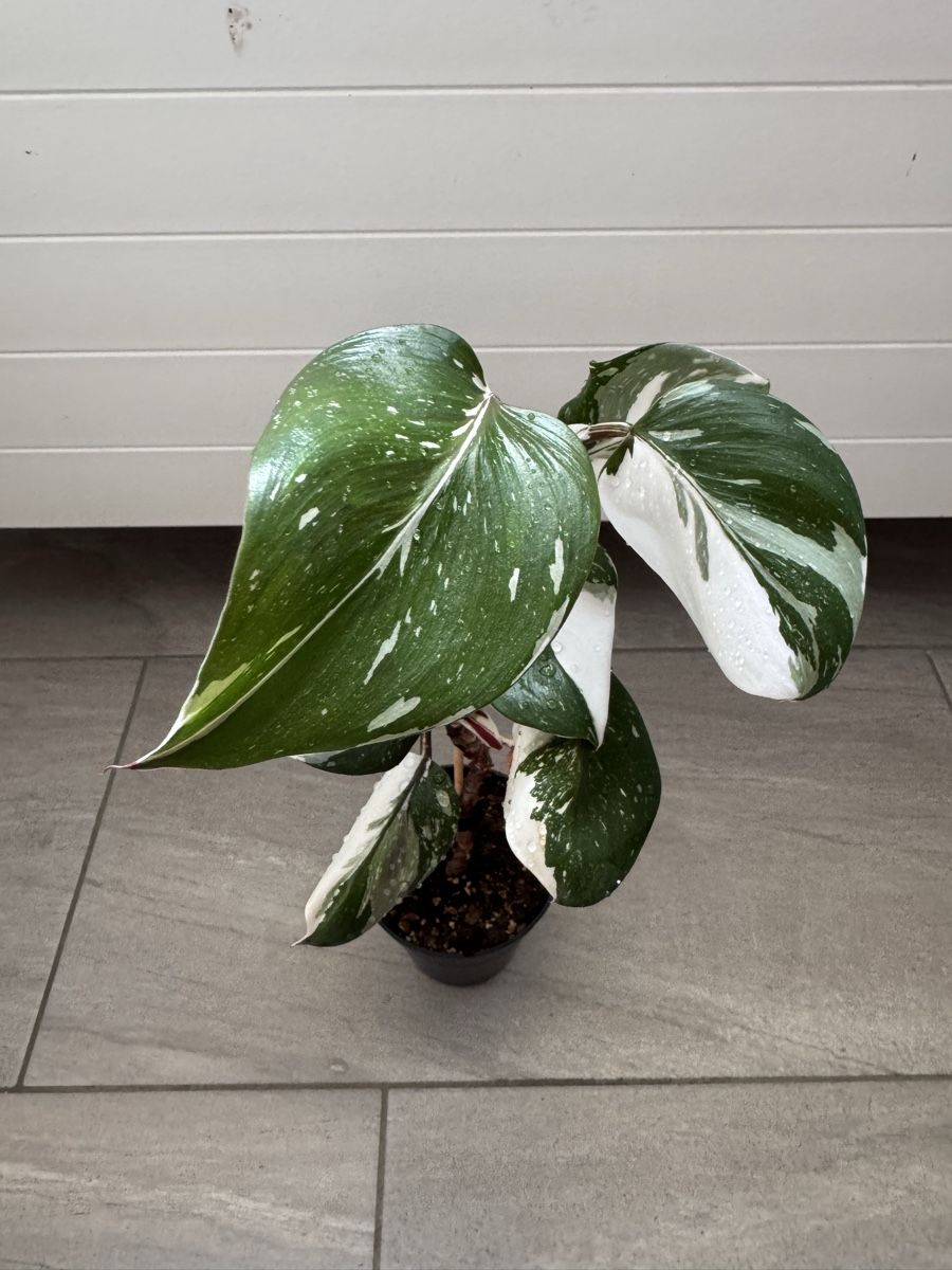 Pflanzen & Samen: Philodendron White Knight – Gebraucht aus Sugiez von fabandy16
