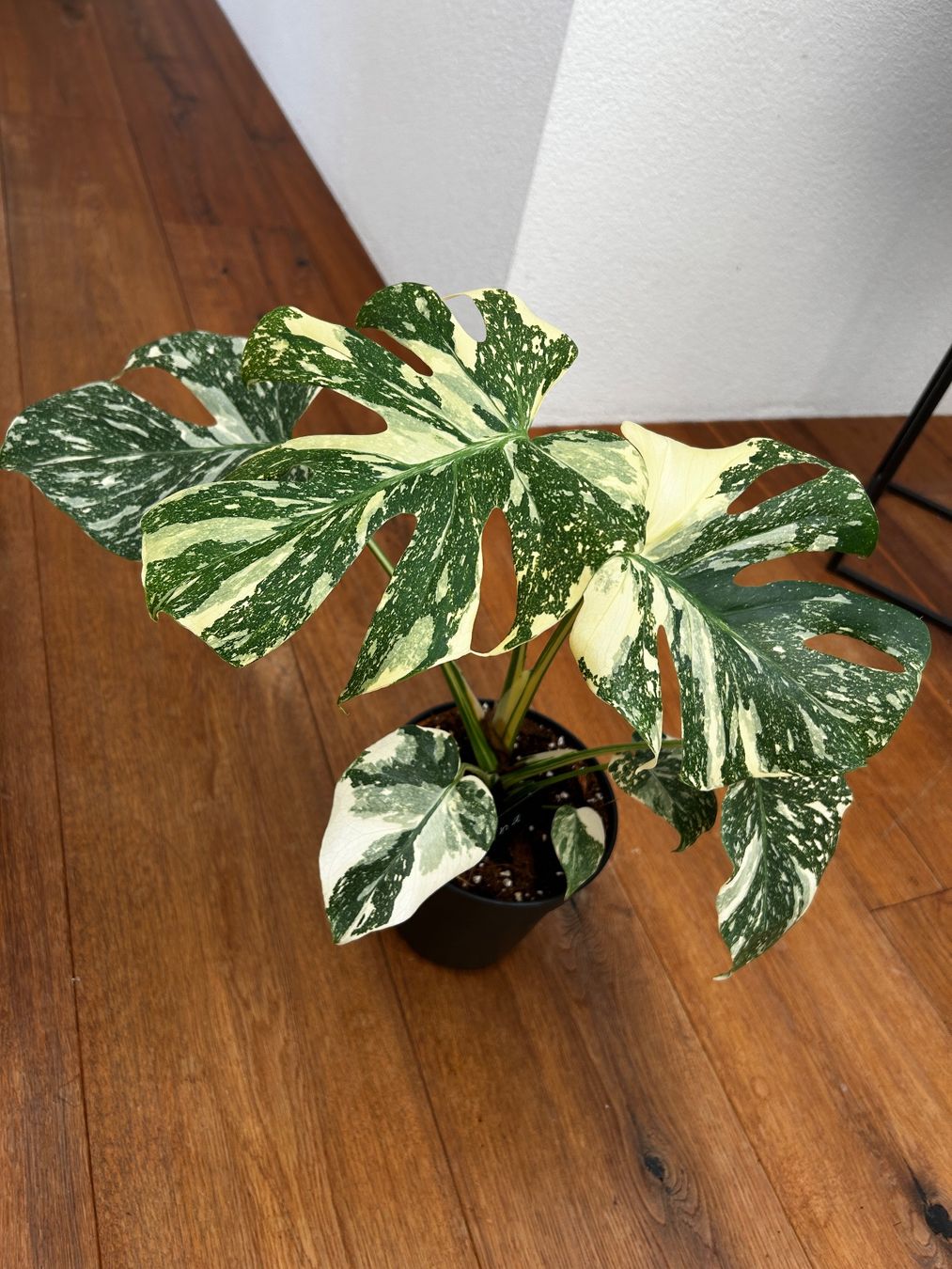 Piante & sementi: Monstera Thai Constellation💚 – Usato da Wattwil venduto da Mikesplantshop 1
