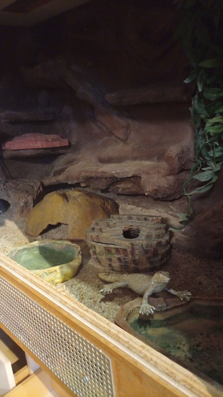 Terrario: Terrarium – Usato da Aarwangen venduto da GiLANi 1