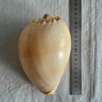 Grosse Melonenschnecke Muschel, (Melo melo) ca. 17 cm