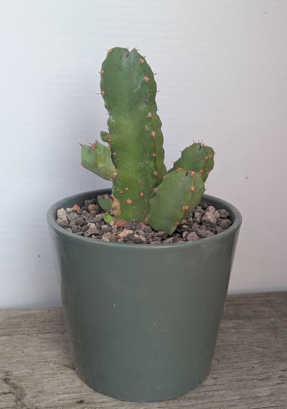 Piante & sementi: Euphorbia resinifera – Usato da Comano venduto da che_8lc2