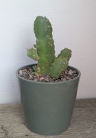 Euphorbia resinifera