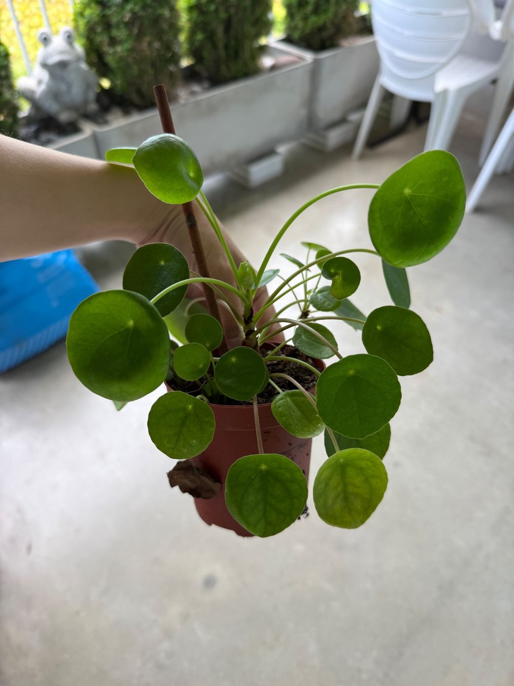 Piante & sementi: Pilea Pflanze – Usato da Bern venduto da Wil.Wayne 1