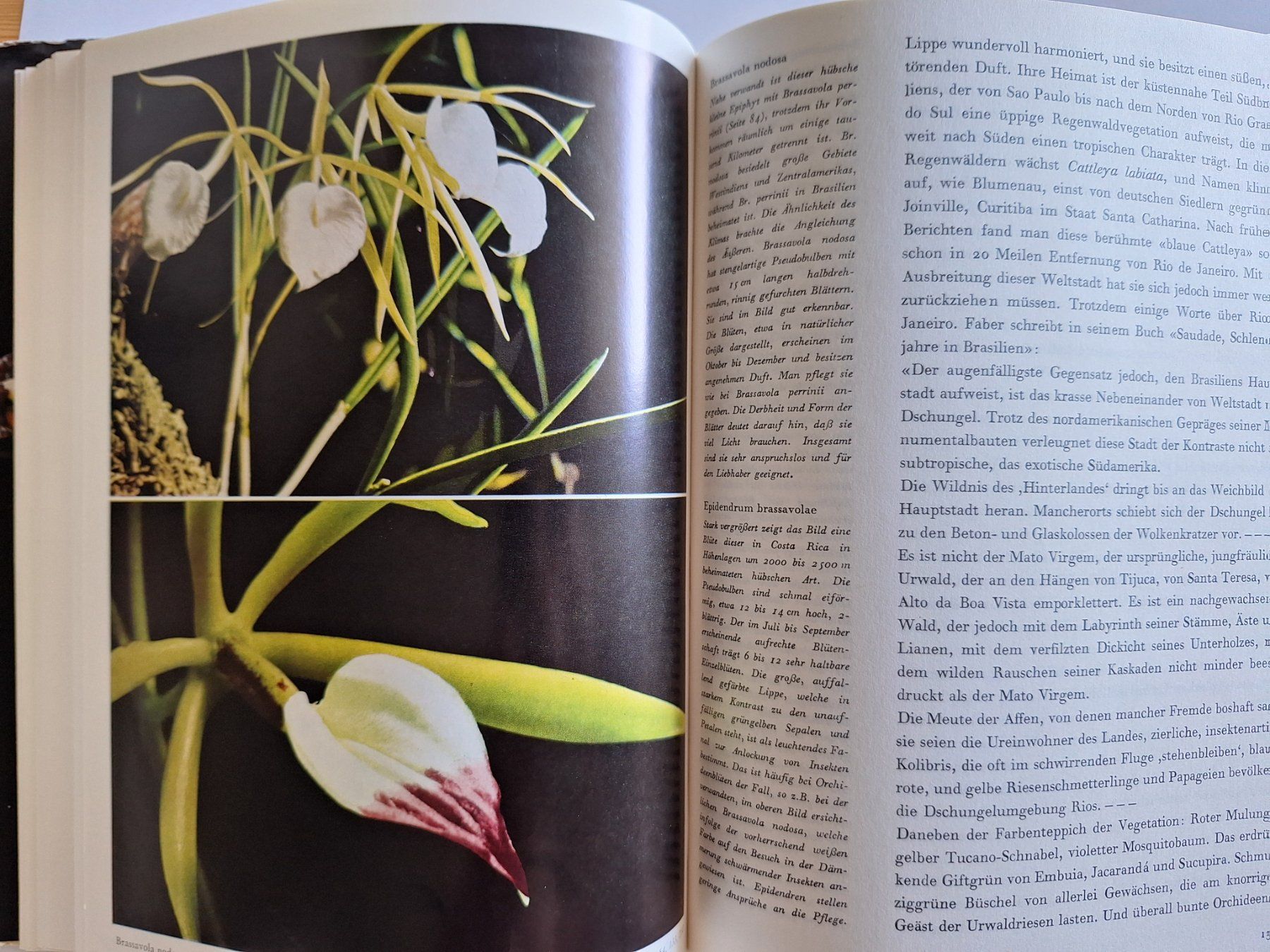 Libri: Orchideen Buch, Walter Richter, Neumann Verlag – Usato da Zürich venduto da t24_de 2