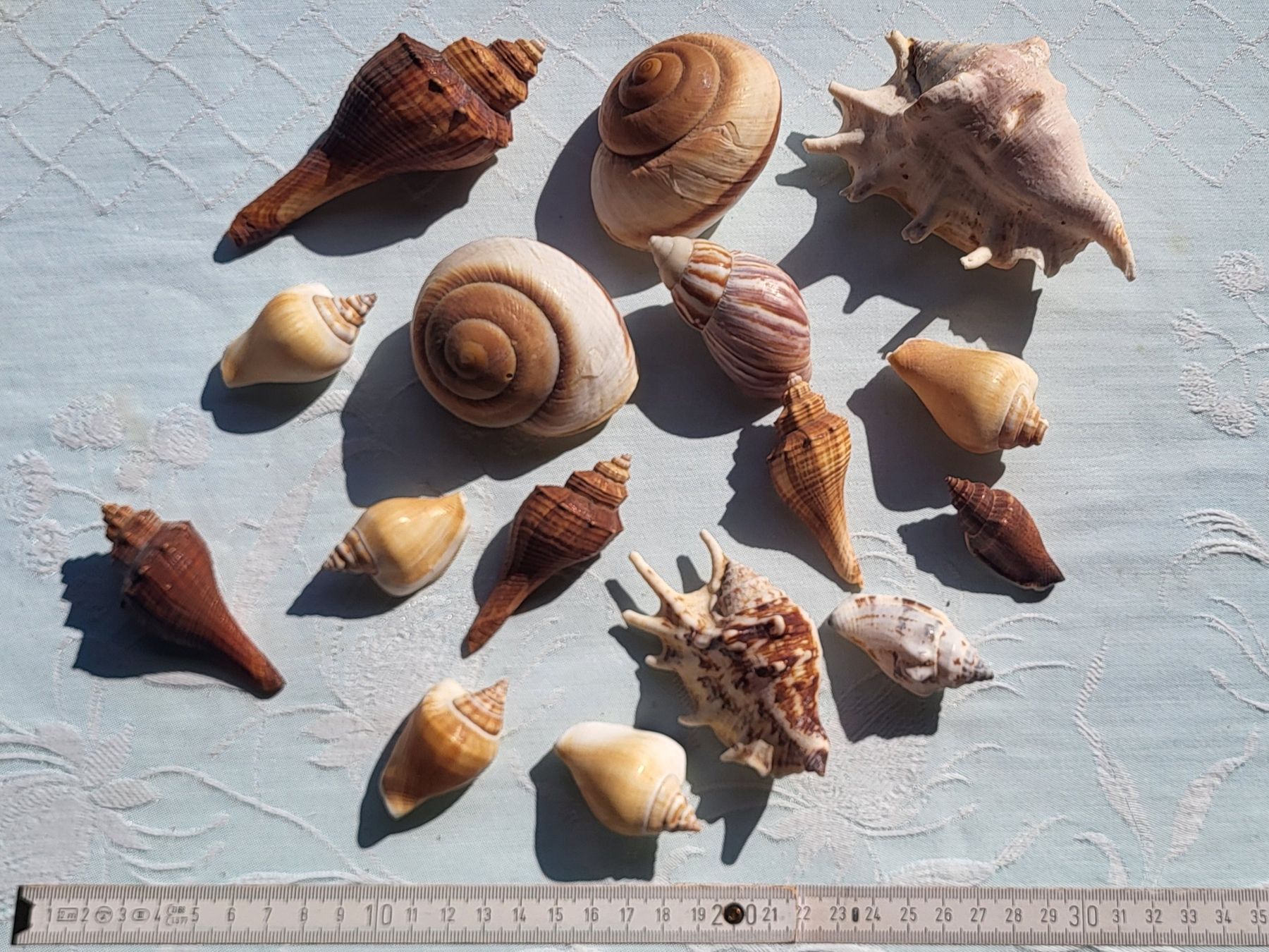 Tutte le decorazioni: Muscheln für Deco – Usato da Thun venduto da aenduboumae 2