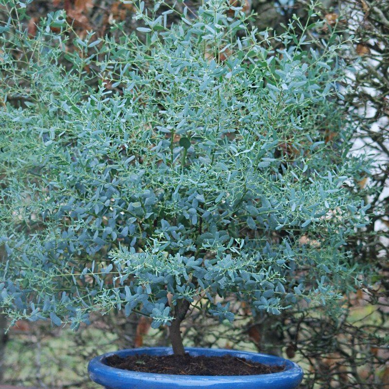 Piante & sementi: Eucalyptus 'France Bleu' 15-20cm – Nuovo (secondo la descrizione) da Bremblens venduto da FIBONACCI369 1