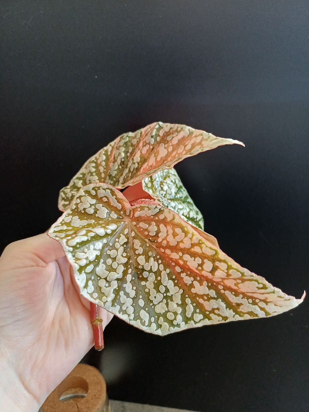 Pflanzen & Samen: Snow capped begonia variagata Steckling – Neu (gemäss Beschreibung) aus Wettingen von pia_7c2s 3