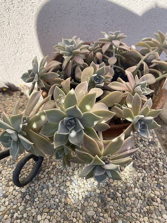 Piante & sementi: Pianta grassa "Graptopetalum Paraguayense"  – Usato da Cureglia venduto da Alevintage74 4