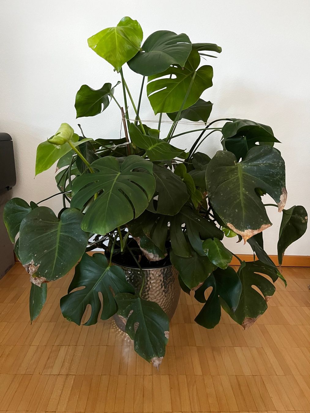 Piante & sementi: Monstera inkl. hochwertigem Innentopf und Drainage System – Usato da Zürich venduto da Timo_G 1