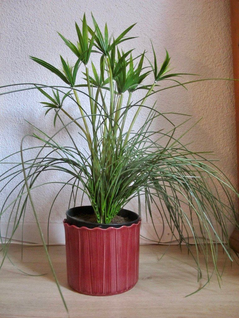 Piante & sementi: Kunstpflanze Deko Zyper Gras Bambus mit Cachepot Übertopf – Usato da Wil ZH venduto da Arbolero
