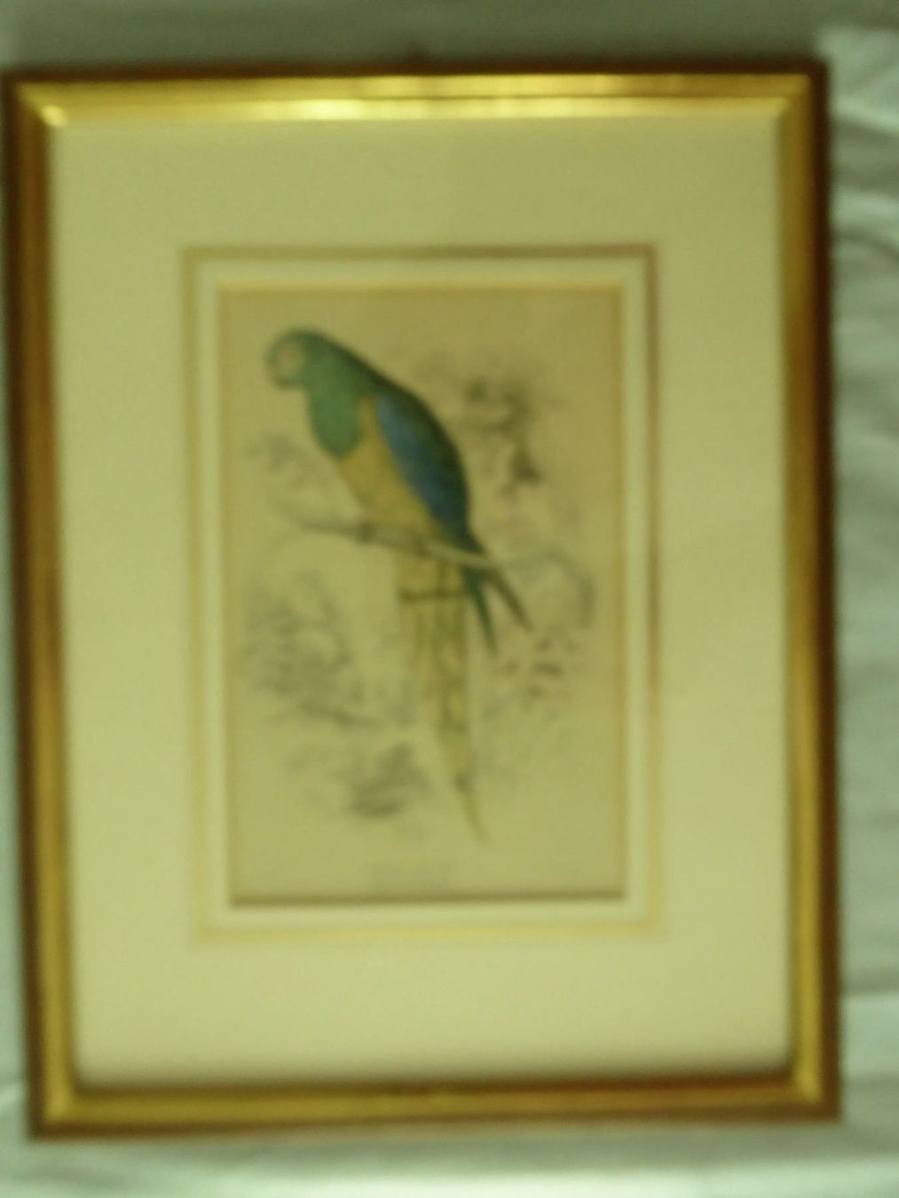 Arts picturaux & lithographies: Lithographie Nanodes Venustus – D'occasion à Zürich par Chaeffeler 1