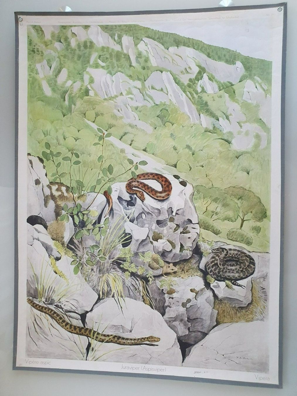 Poster & Bilder: Schulwandbild Nr. 26 Juraviper – Gebraucht aus Fribourg von YannDuc