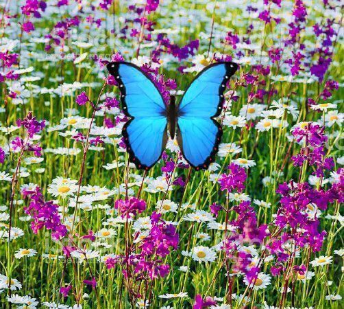Piante & sementi: 500 SAMEN Blumenmischung Schmetterlinge‪ – Nuovo e nell'imballaggio originale da Rovio venduto da POSITIFFARTandPLANTS 4