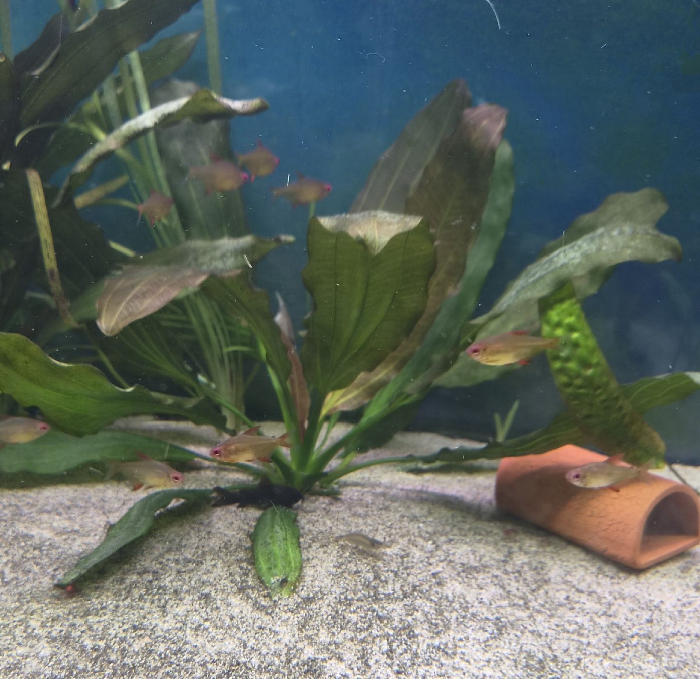 Pflanzen & Samen: 2 schöne sehr gut wachsende Echinodorus  – Gebraucht aus Liesberg Dorf von Bubbolino 1